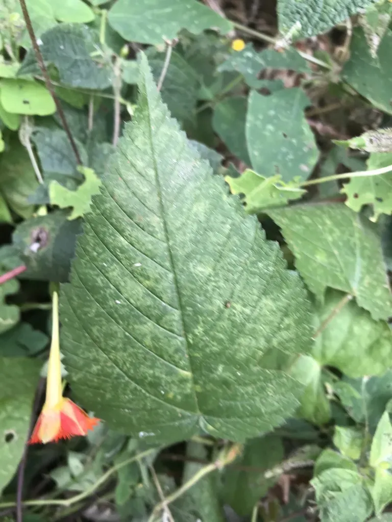 Tropaeolum Harlingii