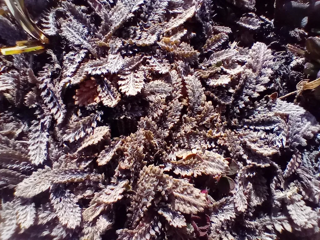 Leptinella Serrulata