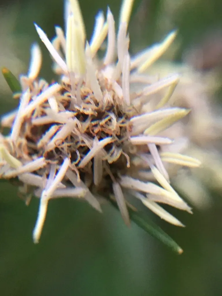 Indian Sedge