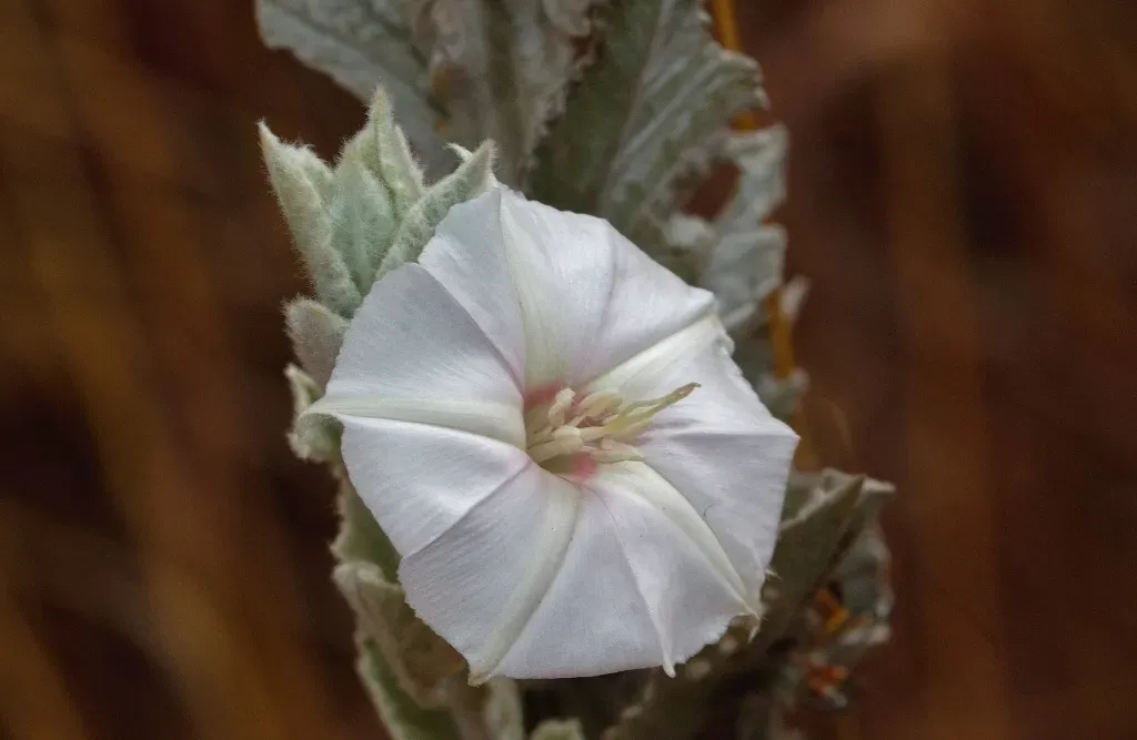 Convolvulus Randii