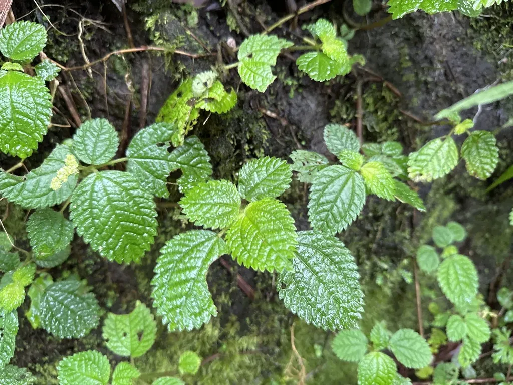 West Indian Clearweed