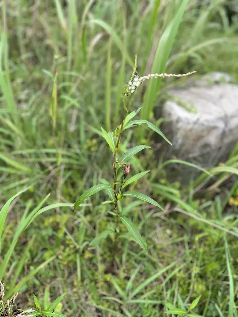 Persicaria Japonica