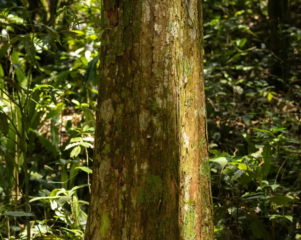 Eugenia Ternatifolia