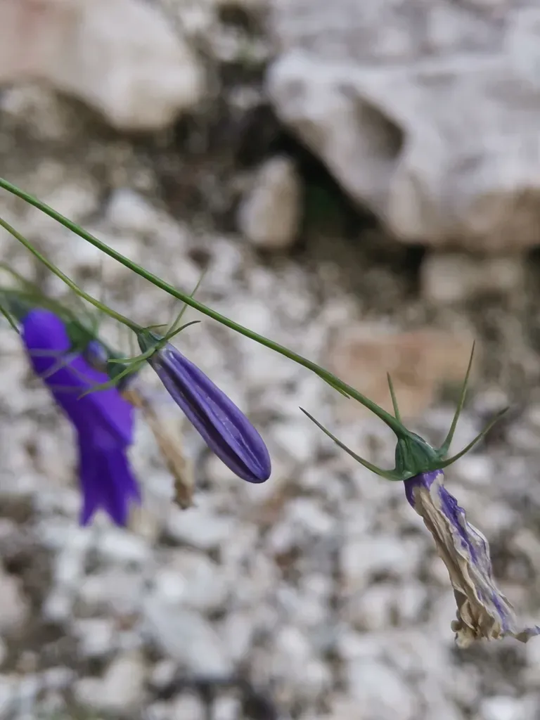 Flax-leaved Bellflower