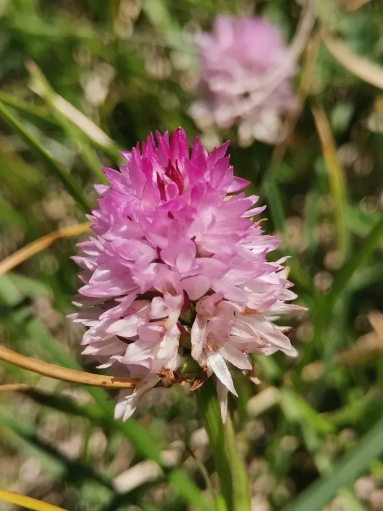 Gymnadenia Lithopolitanica