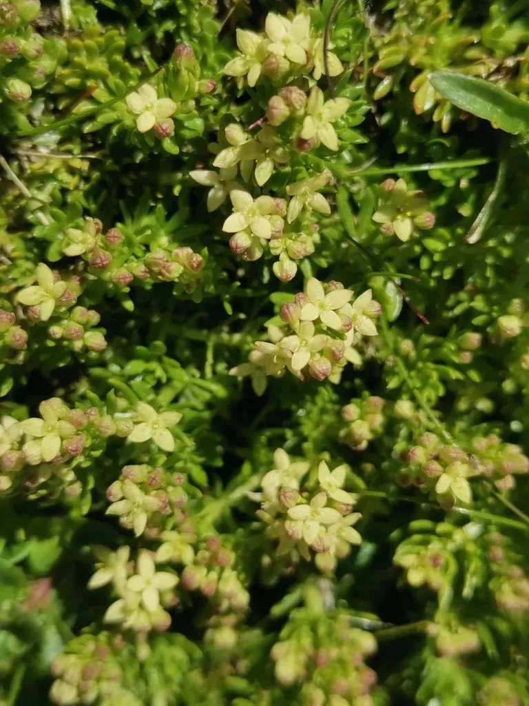 Galium Noricum