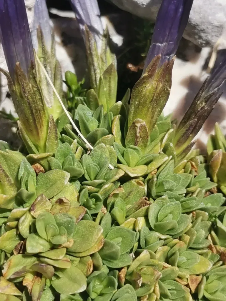 Triglav Gentian