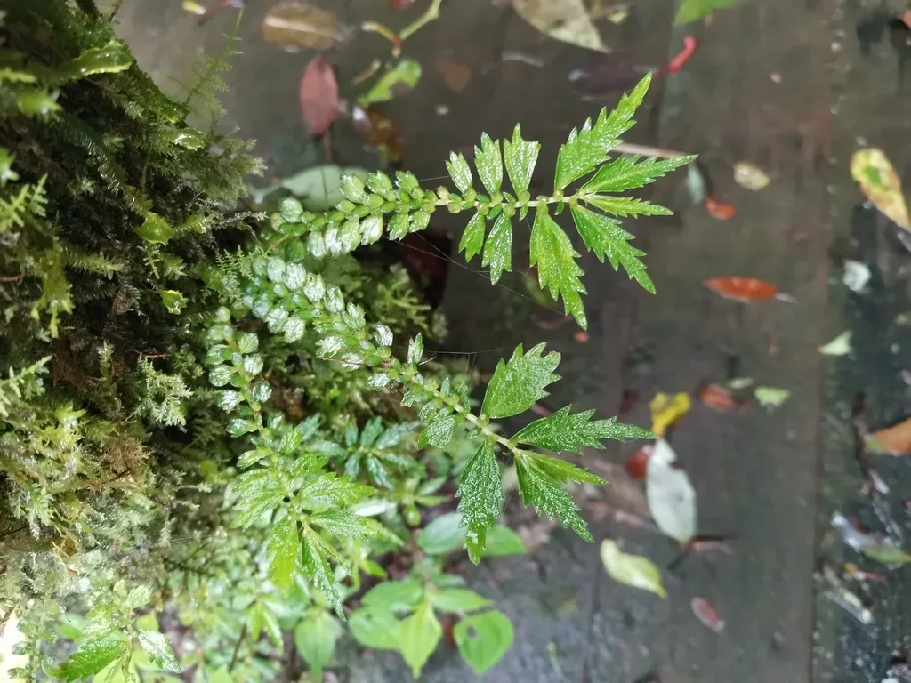 Elatostema Monandrum