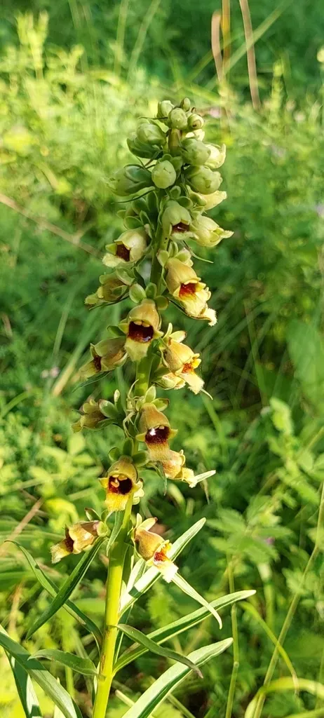 Rusty Foxglove