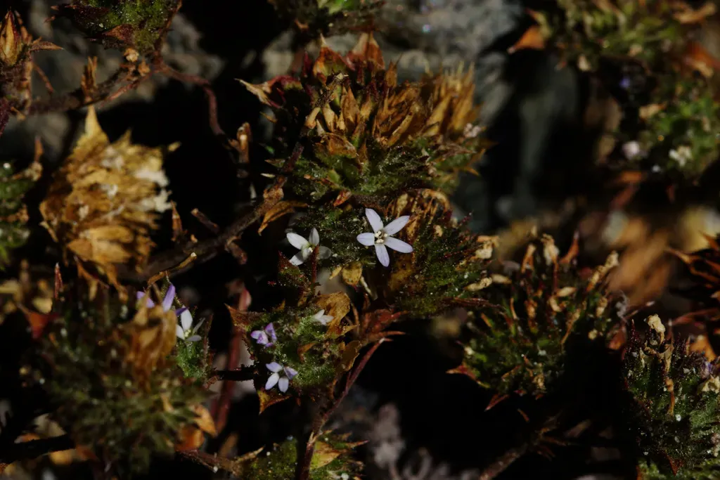 Marin County Navarretia