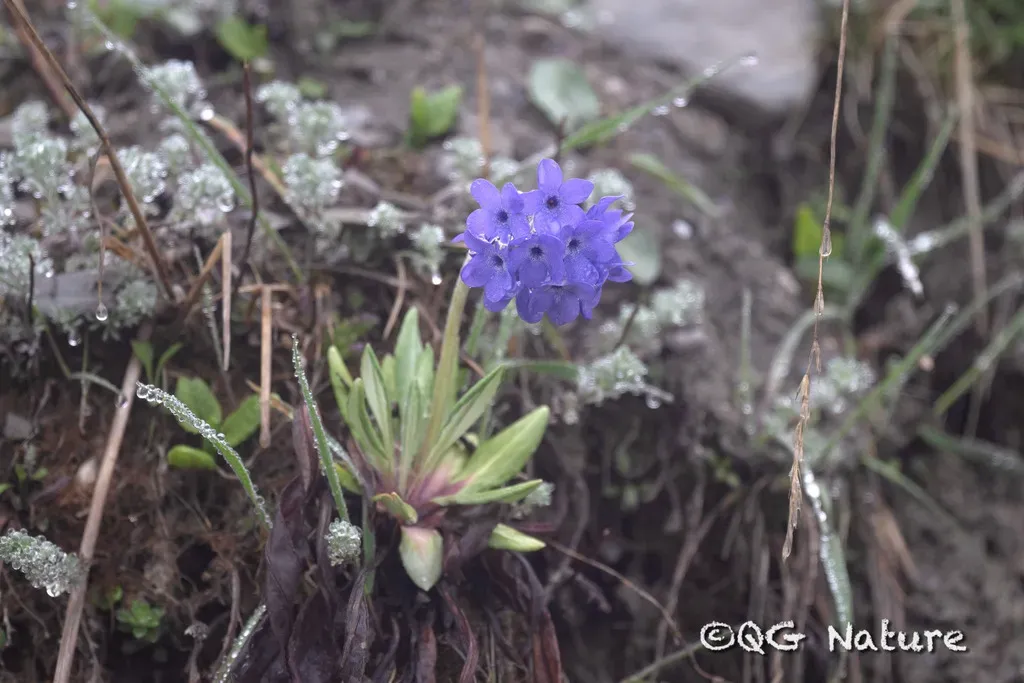 Primula Optata