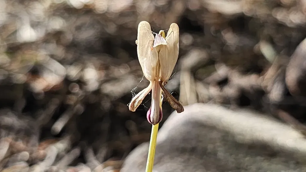 Shorthorn Steer's Head