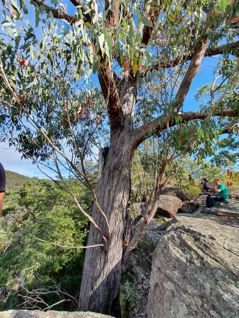 Blue-leaved Stringybark