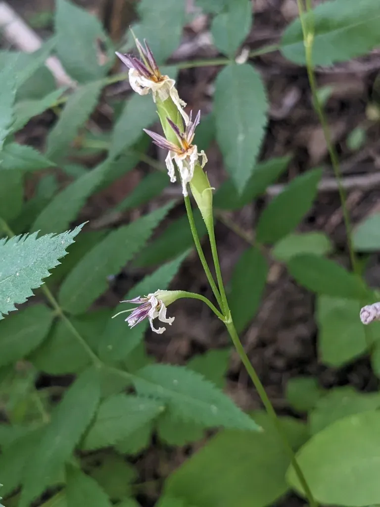 Ellis' Shooting Star