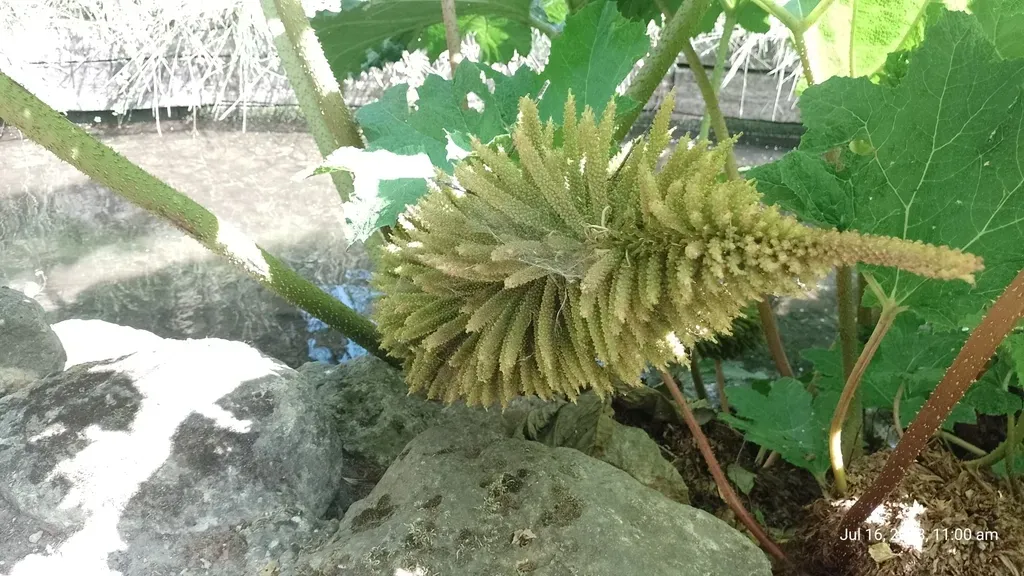 Gunnera × Cryptica