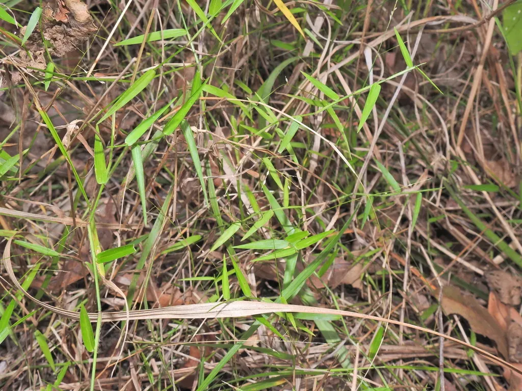 Pademelon Grass