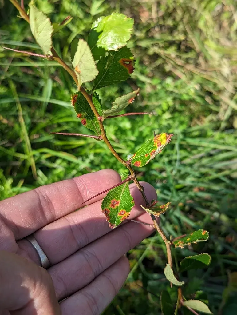 Barberry Hawthorn