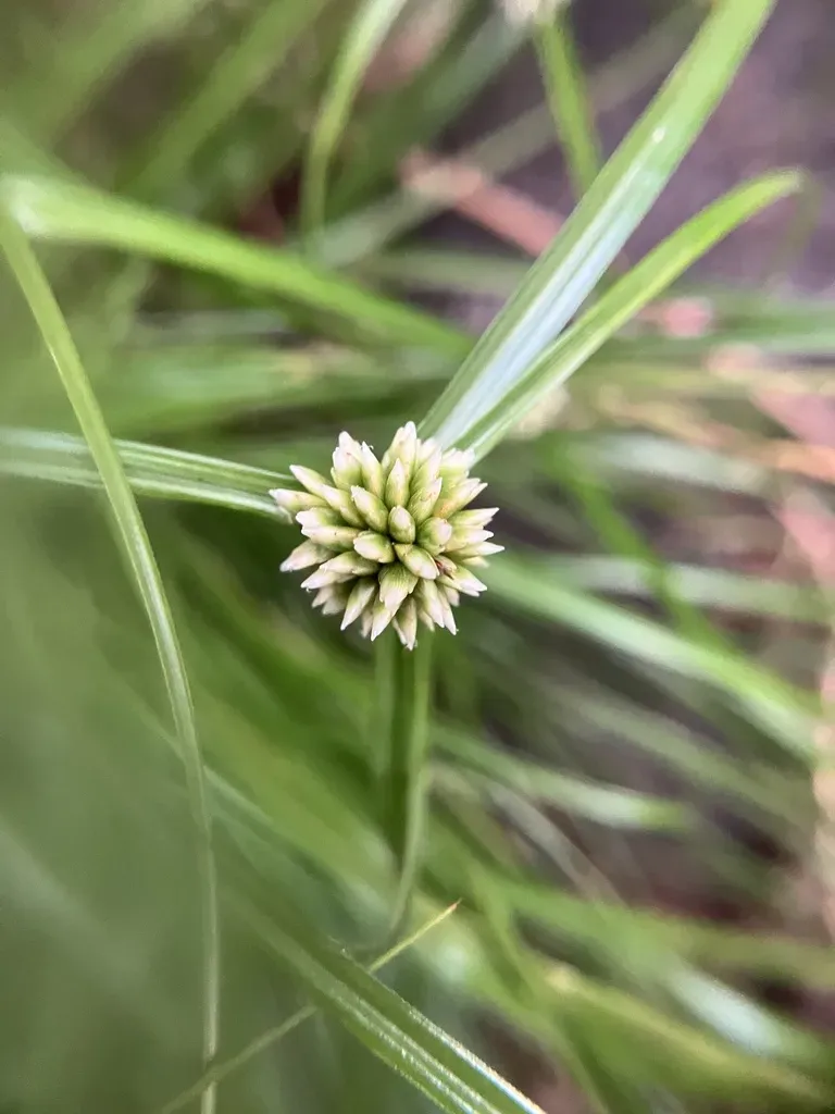Cyperus Pulchellus