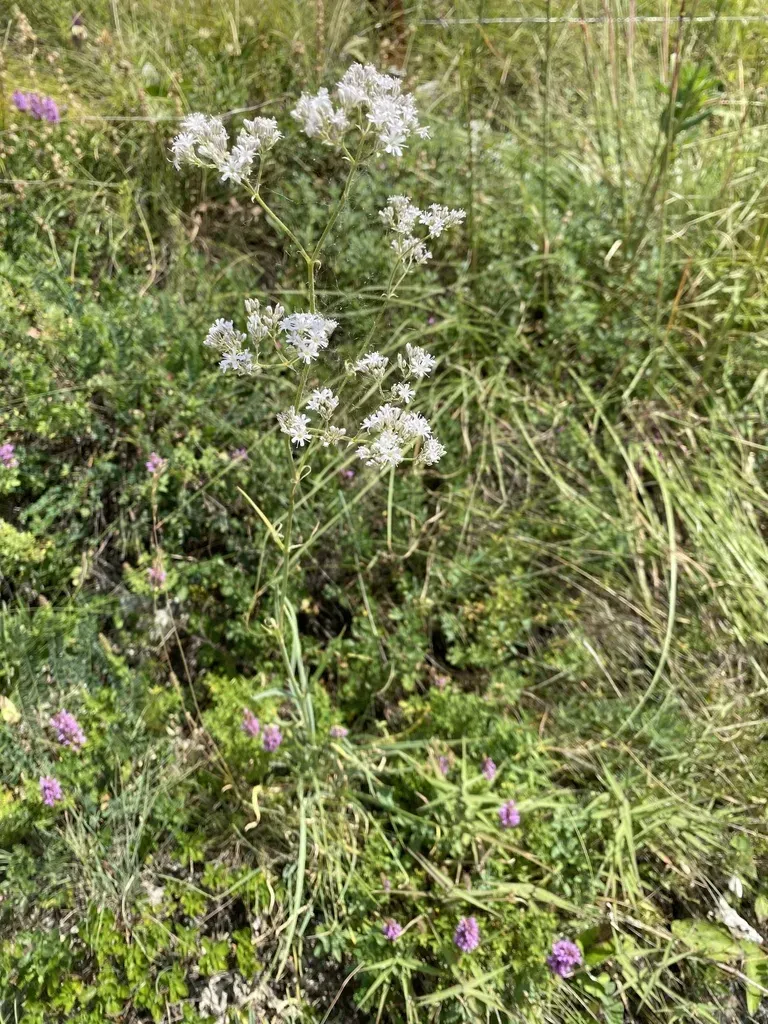 Sharp-leaf Baby's-breath