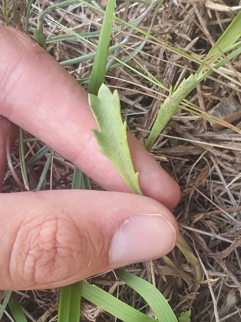 Leucanthemum Gallaecicum