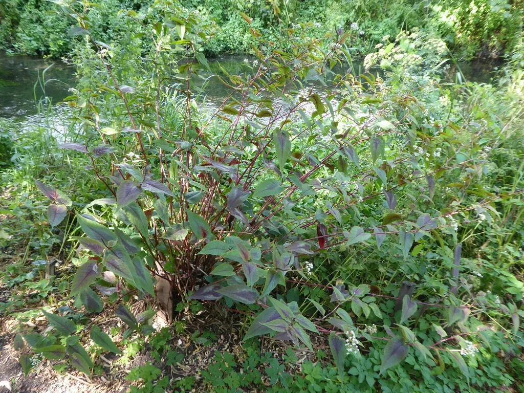 Small-headed Knotweed