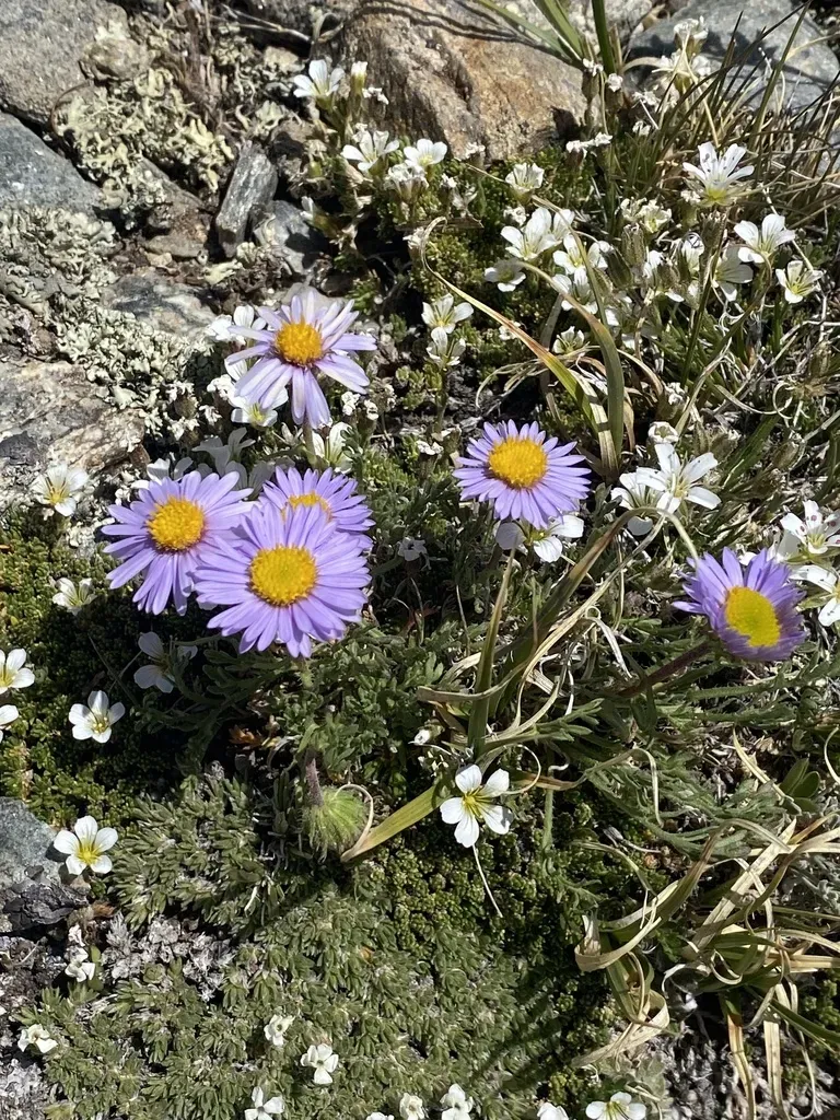 Featherleaf Fleabane