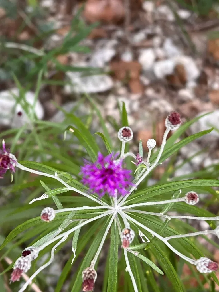 Woolly Ironweed
