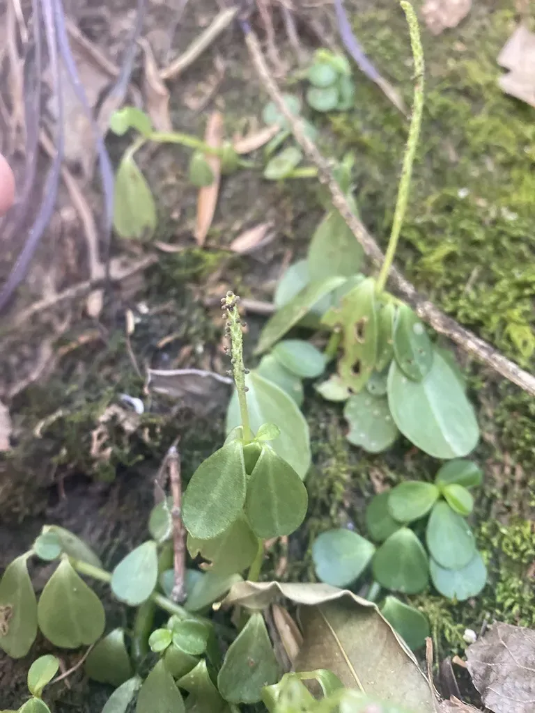 Peperomia Retusa