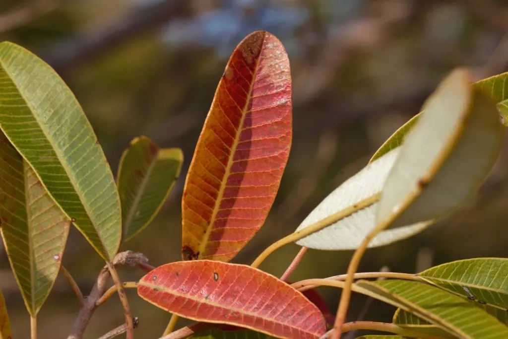 Ozoroa Longepetiolata