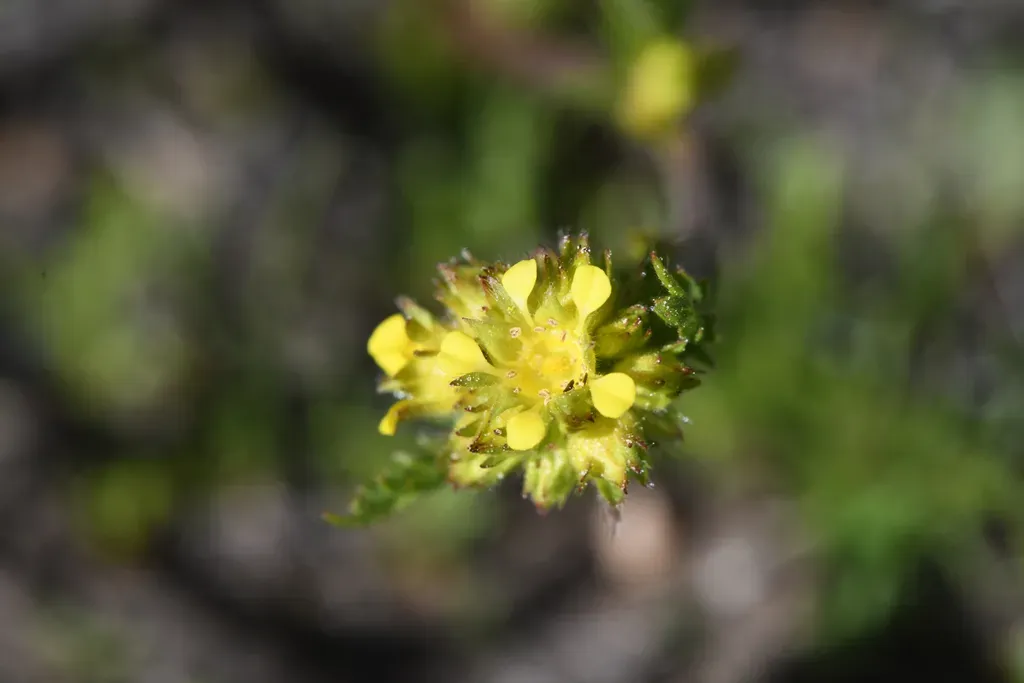 Field Ivesia