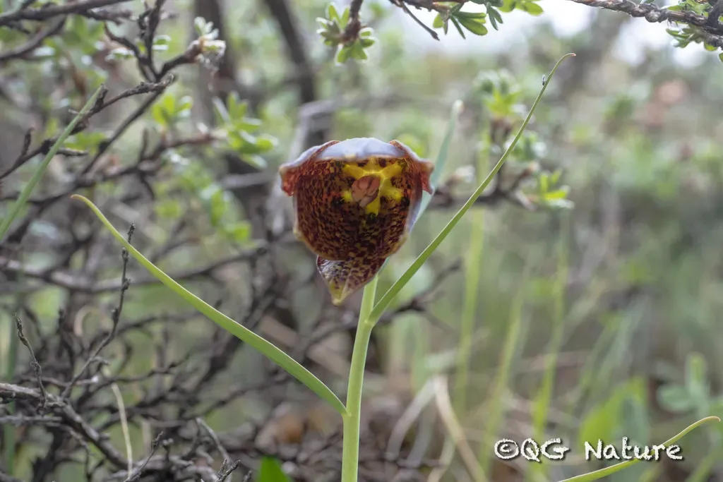 Fritillaria Unibracteata