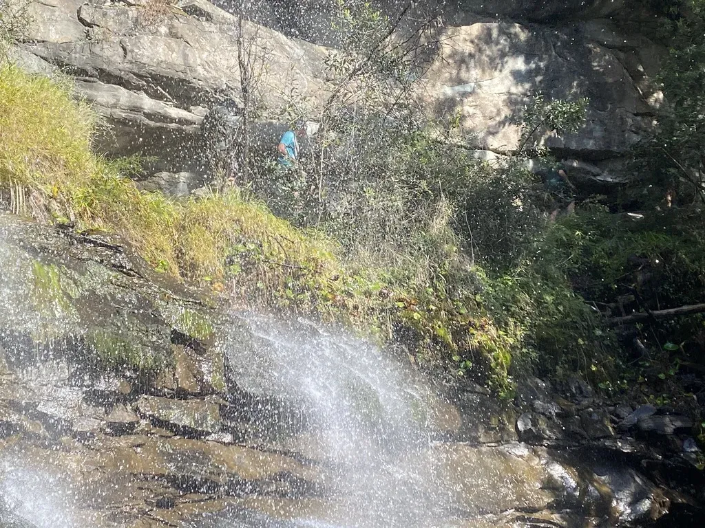 Drakensberg Buttercup