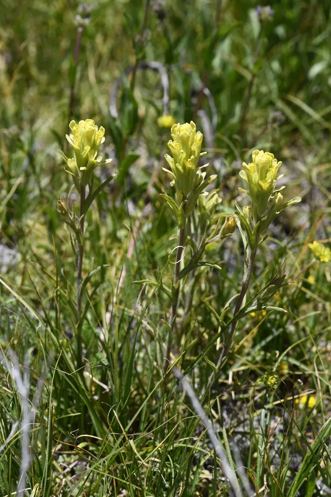 Salmon Creek Indian Paintbrush