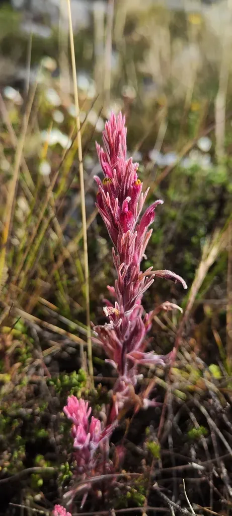 Castilleja Vadosa