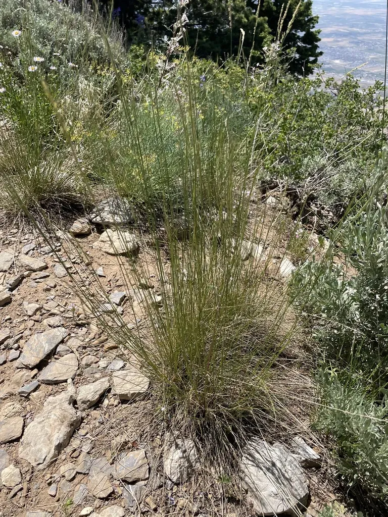 Letterman's Needle Grass