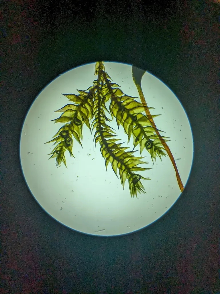 Alga-like Matted-moss