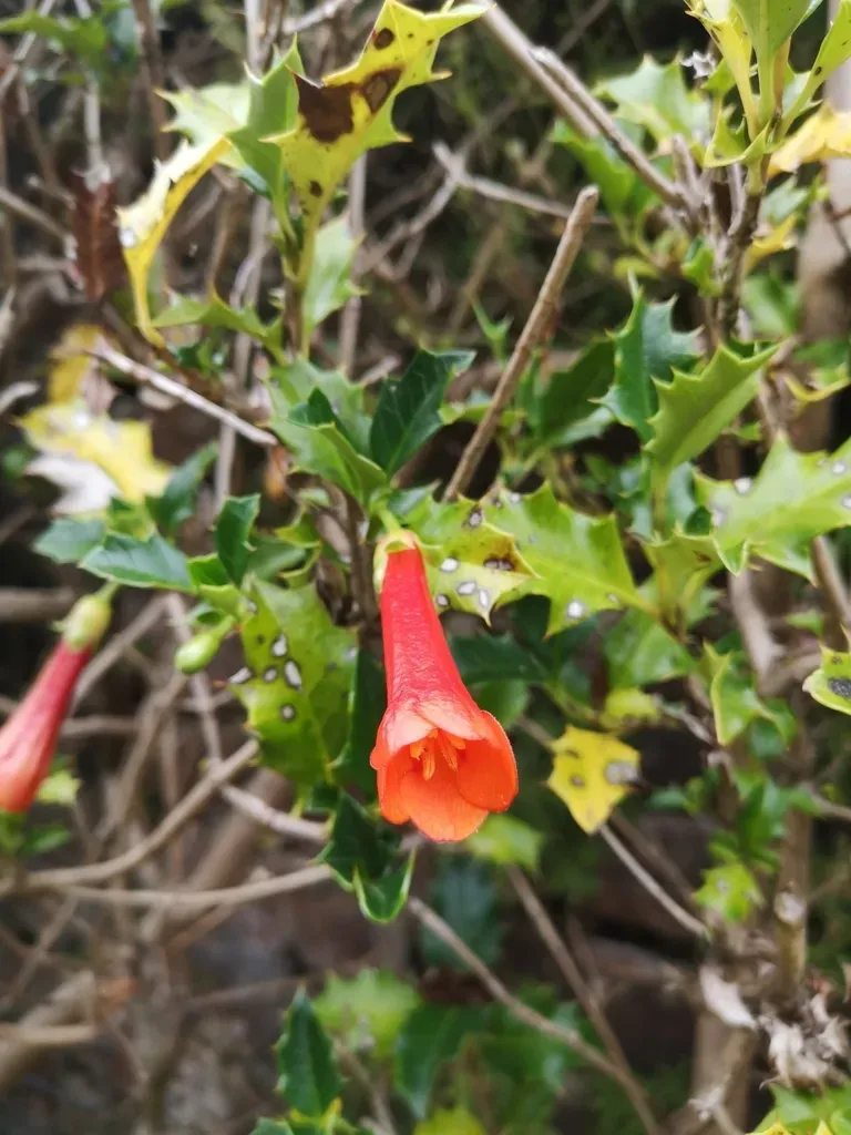 Shining Desfontainia