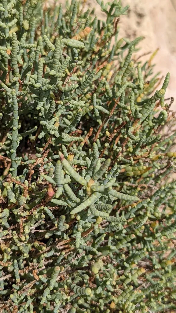 Shrubby Marsh Samphire
