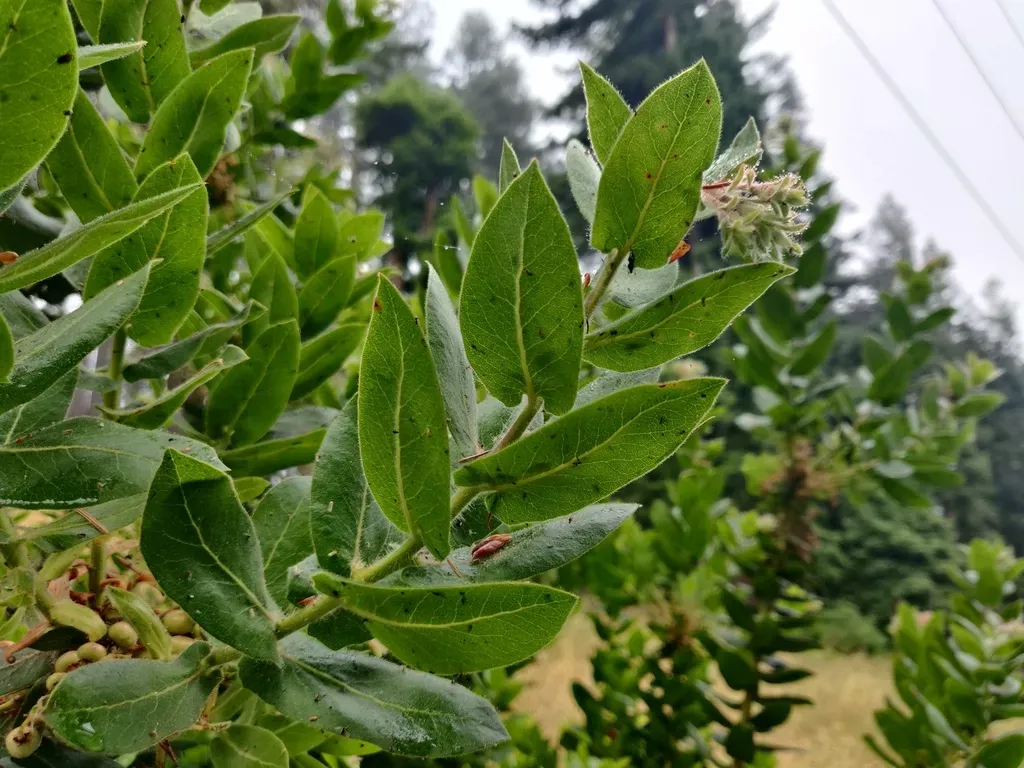 Kings Mountain Manzanita