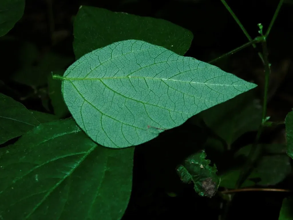 Few-flowered Tick-trefoil