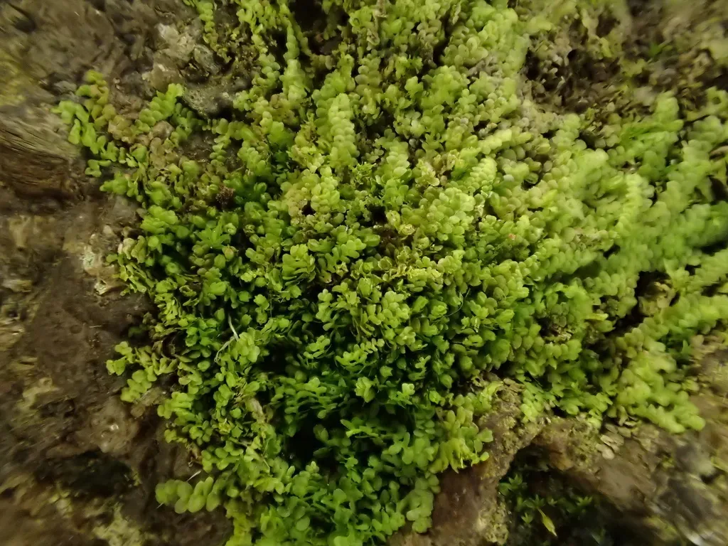 Western Pouncewort