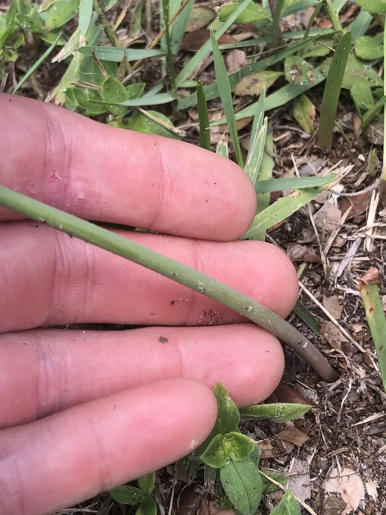 Zephyranthes Brachyandra