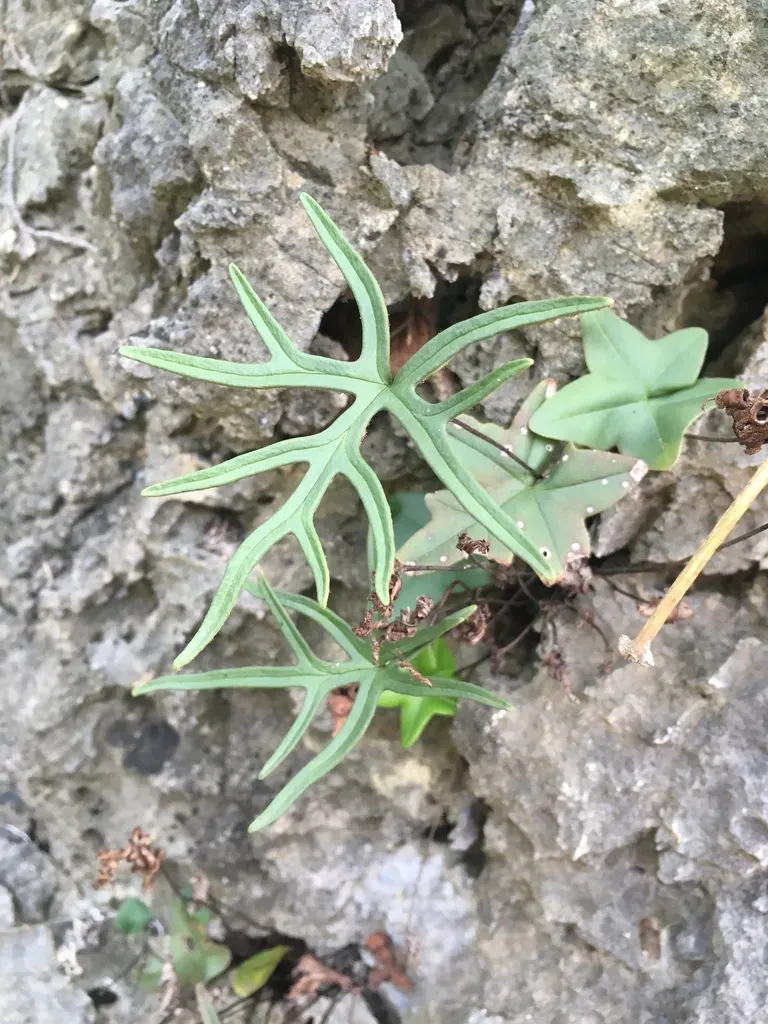 Calciphilopteris Ludens