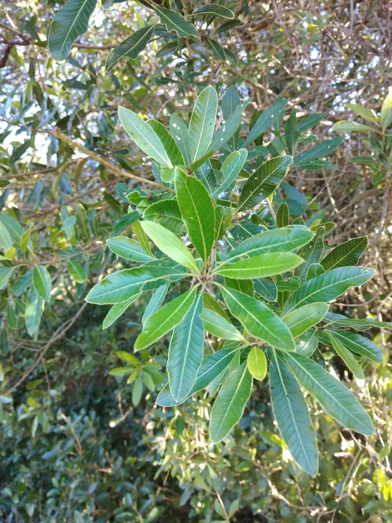 Lithraea Brasiliensis