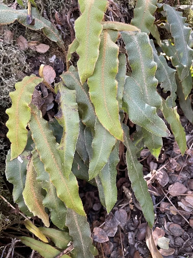 Elaphoglossum Paleaceum