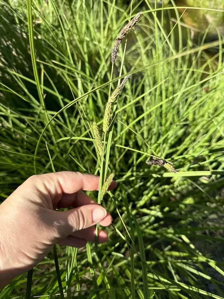 Western Rough Sedge