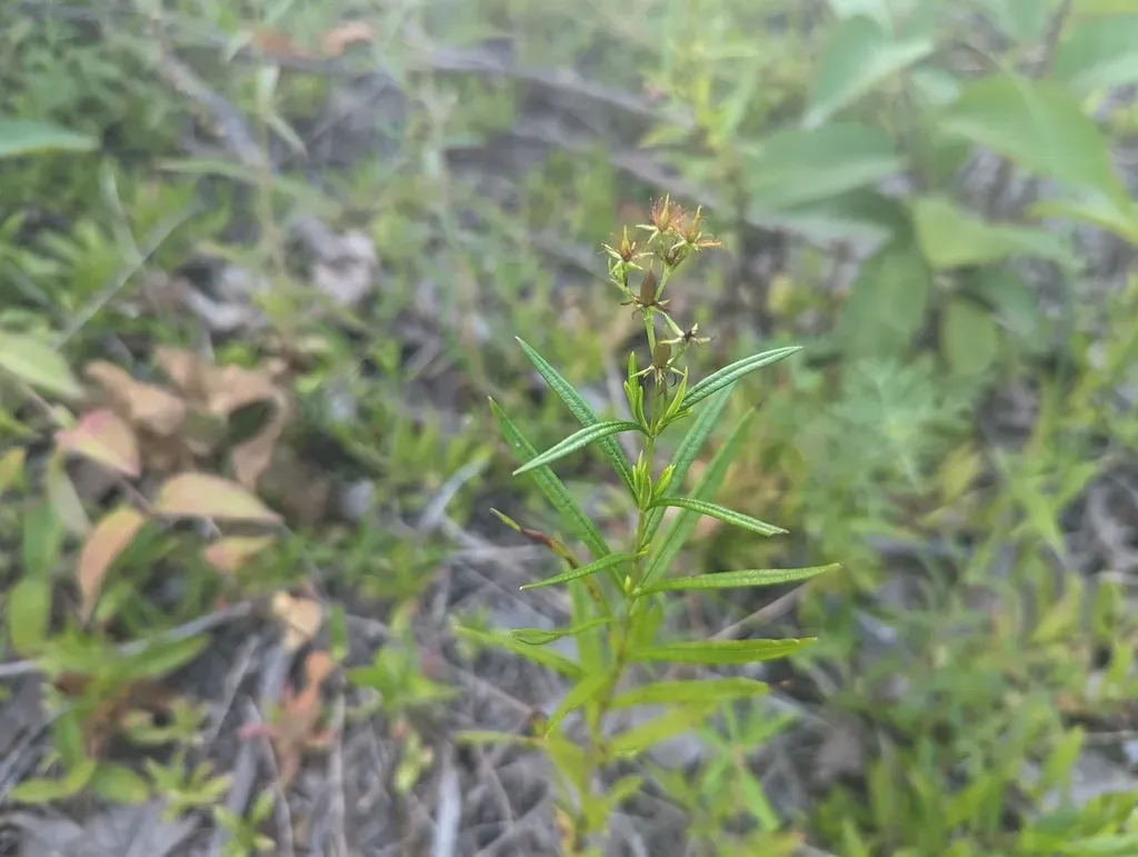 Creeping St. John's-wort