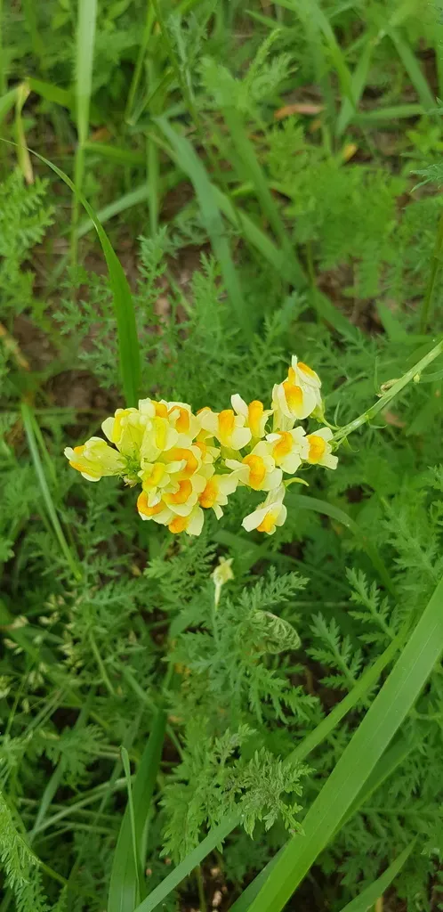 Linaria Buriatica