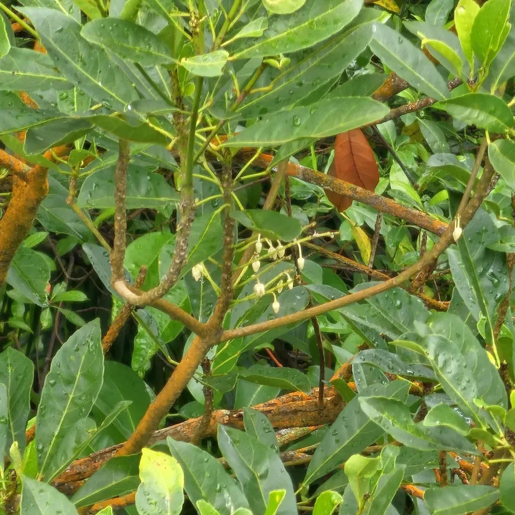 Elaeocarpus Pedunculatus