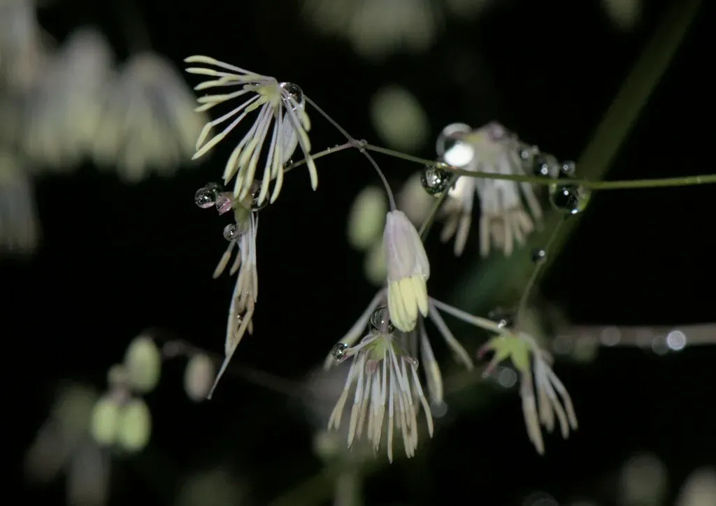 Thalictrum Foliolosum